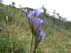 Gentianopsis barbata