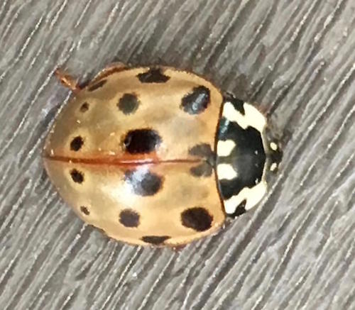 Fifteen-spotted Lady Beetle photographed in Minnesota
