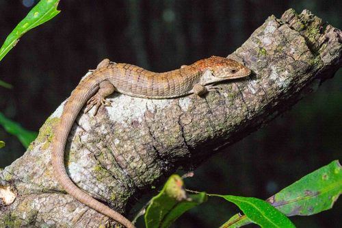 Red-lipped Arboreal Alligator Lizard
