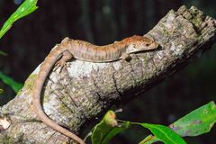 Abronia lythrochila