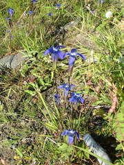 Gentianopsis barbata