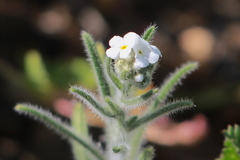 Cryptantha echinella