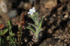 Cryptantha echinella
