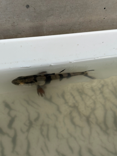 Seatrout (Atractoscion nobilis) — Sciaenidae — 5