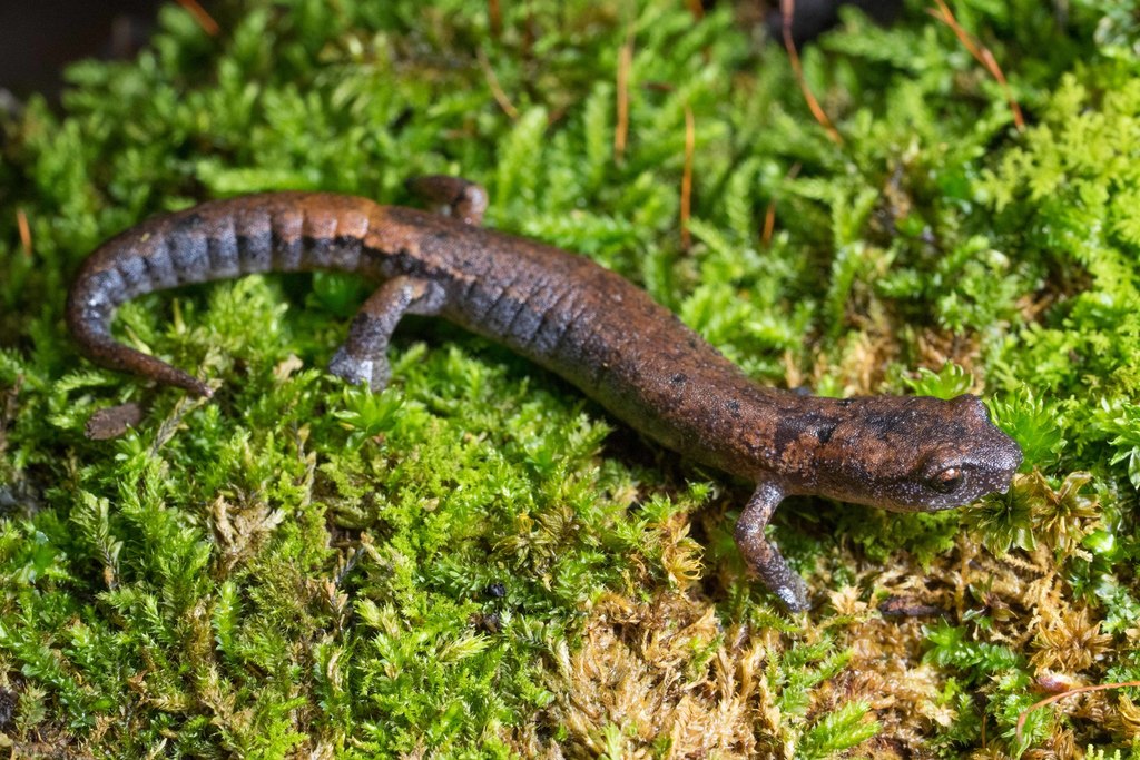Hartweg's Mushroomtongue Salamander