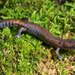 Hartweg's Mushroomtongue Salamander - Photo (c) Wouter Beukema, some rights reserved (CC BY-NC), uploaded by Wouter Beukema