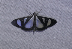 Glyphodes extorris
