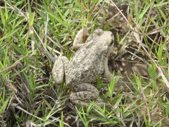 Rhinella limensis