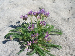 Oxytropis glandulosa