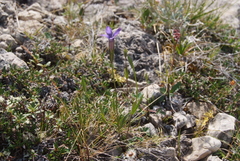 Gentianopsis barbata