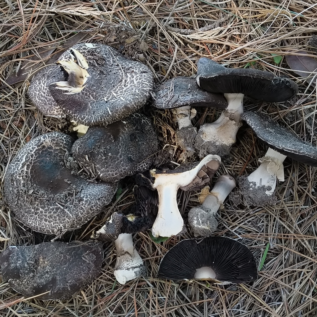 Arvenses · February 2026 · photo: © zedt (iNaturalist, cc-by)