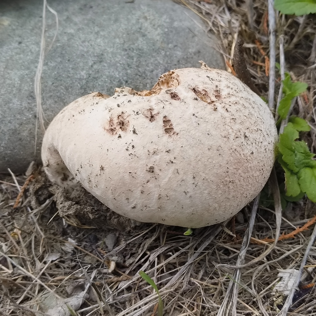 Calvatia lilacina · January 2026 · photo: © zedt (iNaturalist, cc-by)