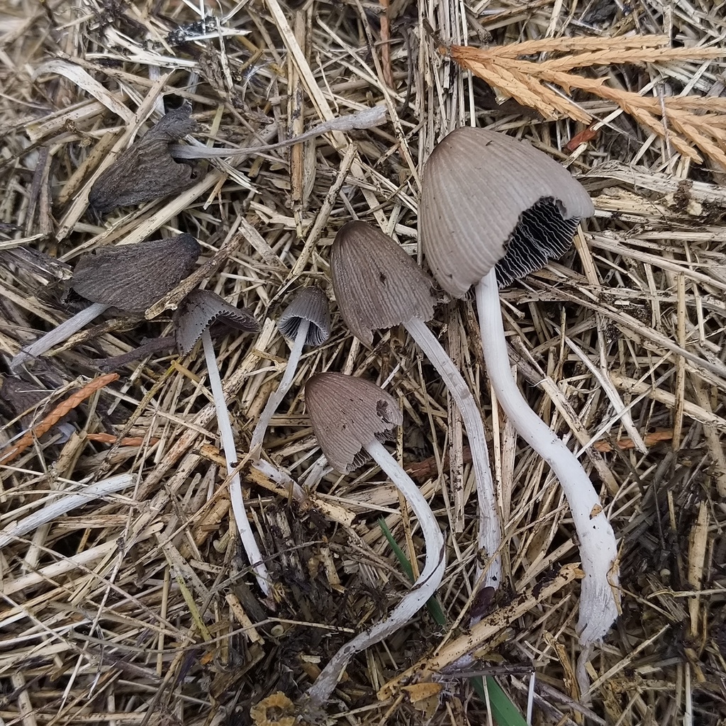 Ephemerocybe plagiopora