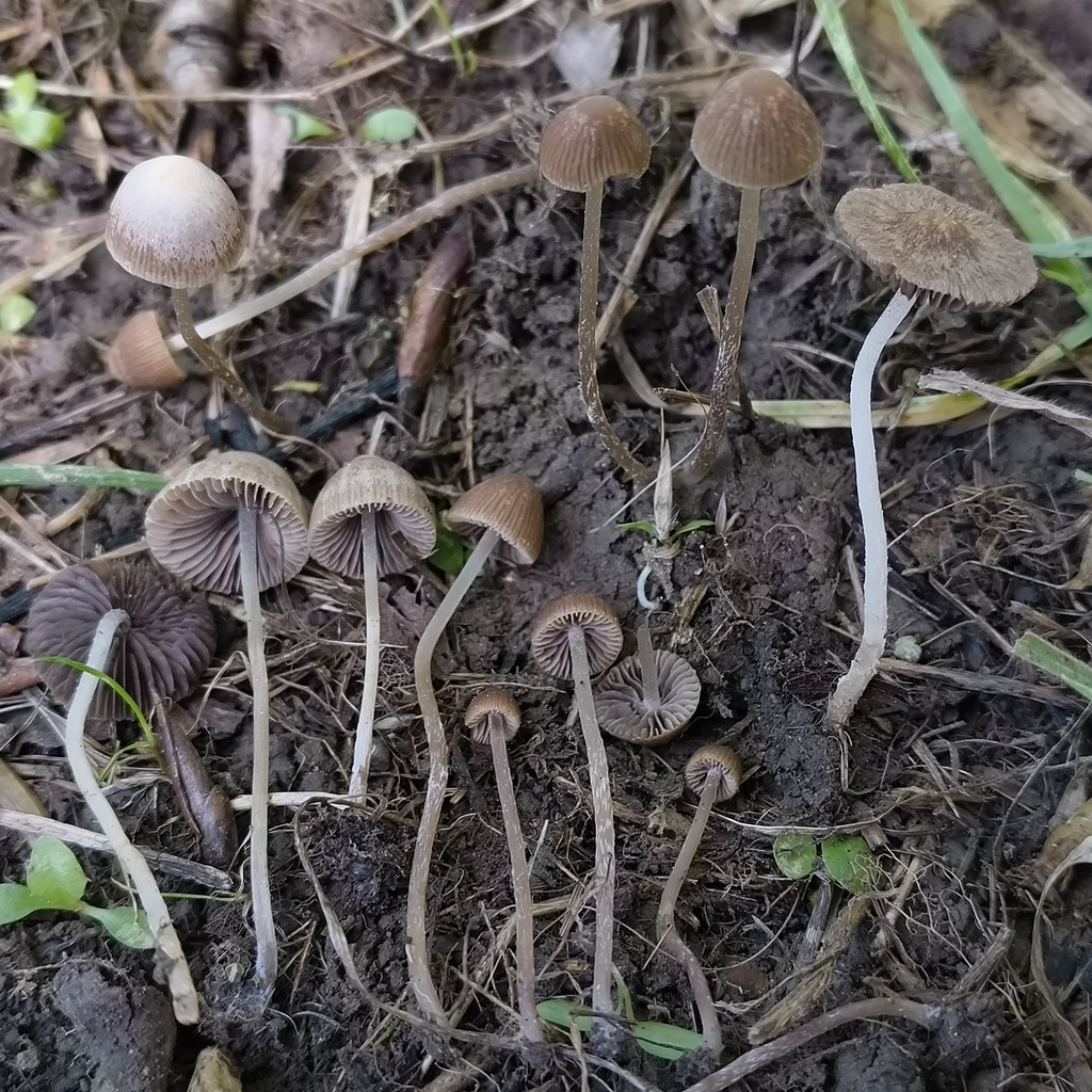 Psathyrella sublatispora