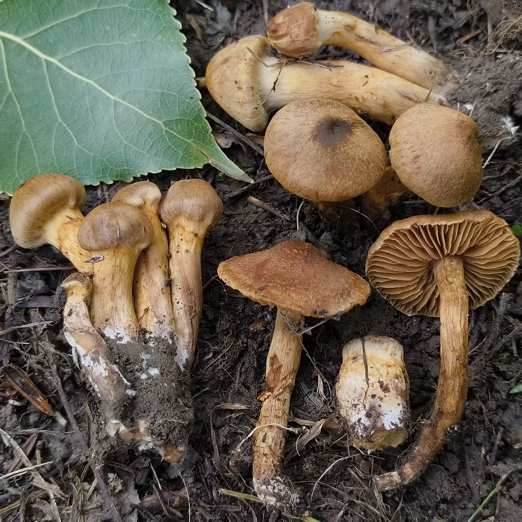 Cortinarius paludosaniosus · January 2026 · photo: © zedt (iNaturalist, cc-by)