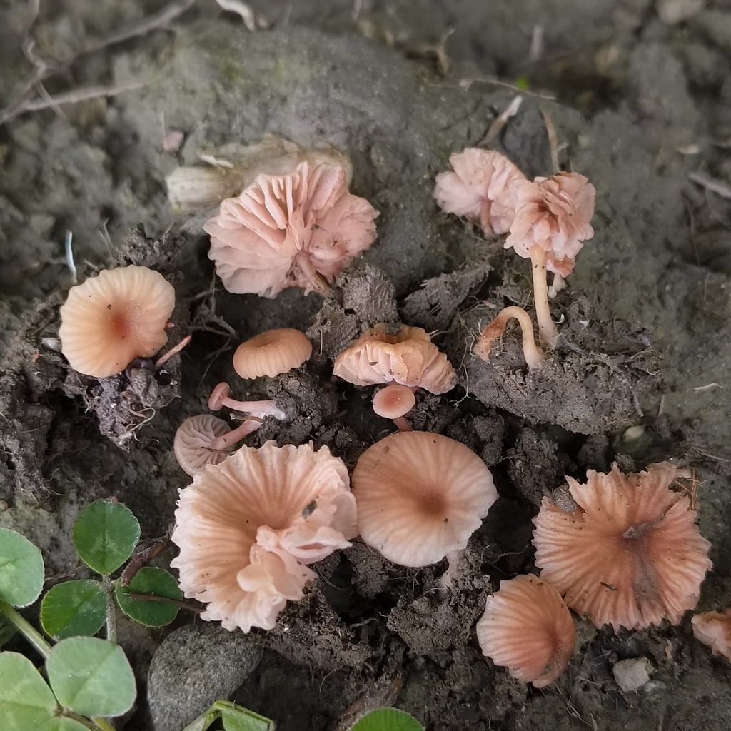Laccaria tortilis