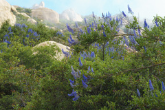 Ceanothus cyaneus, photograph (c) James C. Davis, some rights reserved (CC BY-SA)