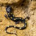 Nimble Long-limbed Salamander - Photo (c) Wouter Beukema, some rights reserved (CC BY-NC), uploaded by Wouter Beukema