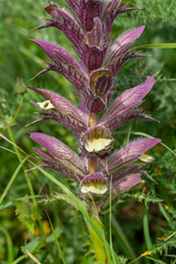 Acanthus syriacus