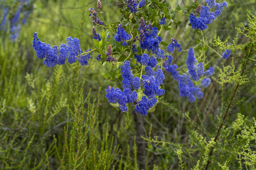 lakeside ceanothus (Ceanothus cyaneus)