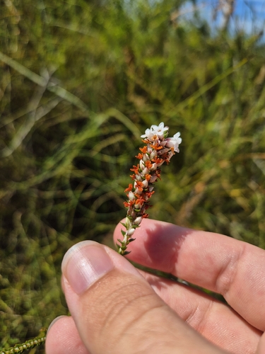 Coral Heath (Epacris microphylla)