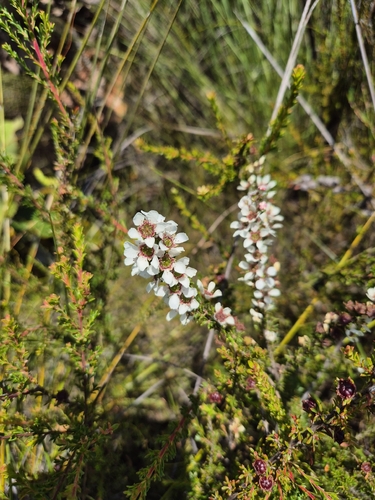 Lemon-scented Tea-tree (Leptospermum liversidgei)