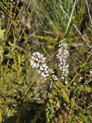 Leptospermum liversidgei, photograph author not stated, no rights reserved