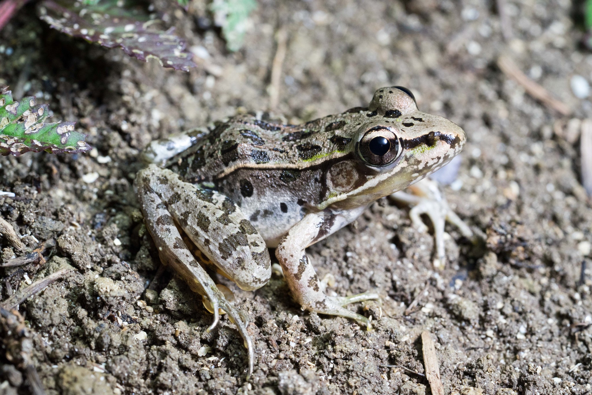 Guatemala Plateau Frog, Lithobates macroglossa