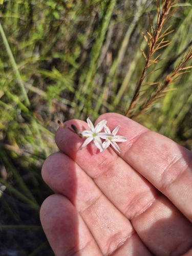 Caesia parviflora, photograph 2