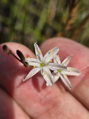 Caesia parviflora, photograph 3
