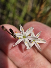 Caesia parviflora, photograph author not stated, no rights reserved