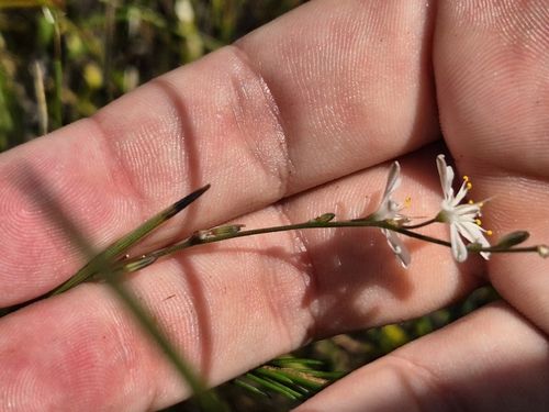 Caesia parviflora, photograph 4