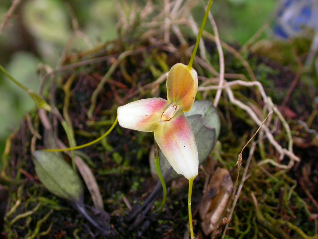 Masdevallia vexillifera