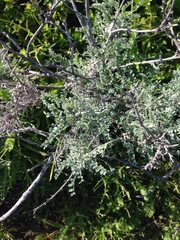 Astragalus miguelensis