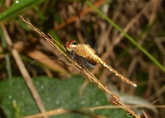 Erythrodiplax basalis