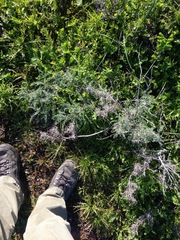 Astragalus miguelensis