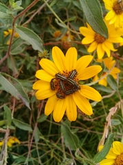 Astylus vittaticollis