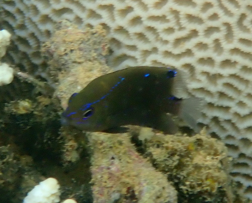 Biglip damsel (Cheiloprion labiatus) — Pomacentridae — 3