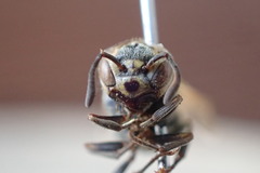 Brachygastra smithii