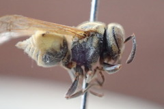 Brachygastra smithii