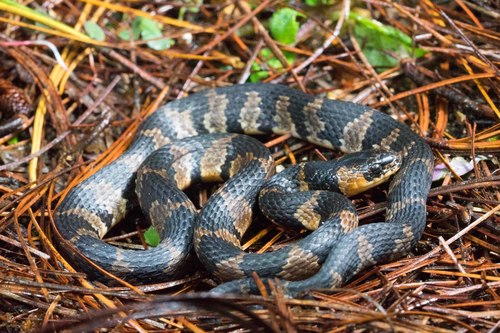 Fischer's Snail-Eating Snake