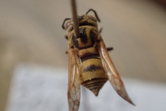 Brachygastra smithii