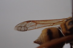 Brachygastra smithii