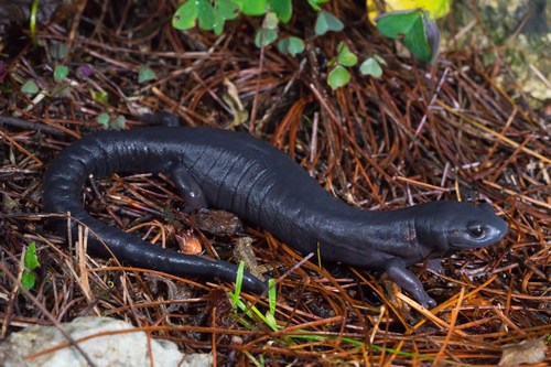 Franklin's Salamander, Bolitoglossa franklini