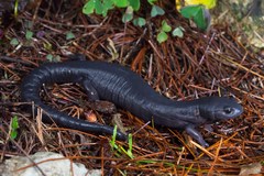 Franklin's Mushroomtongue Salamander
