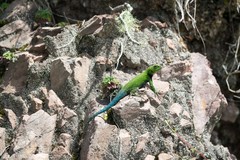 Sceloporus smaragdinus