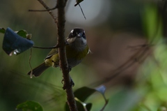 Chlorospingus flavopectus