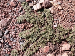 Chesneya ferganensis