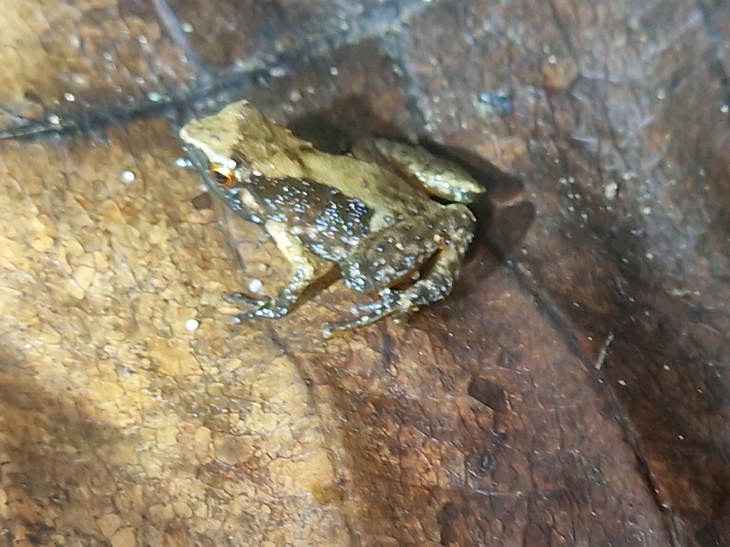 Bomberai Rainforest Frog (Cophixalus tetzlaffi)