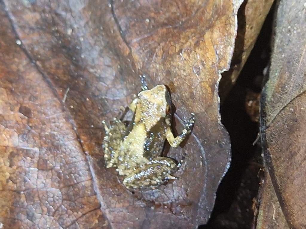 Cophixalus tetzlaffi (Cophixalus tetzlaffi)